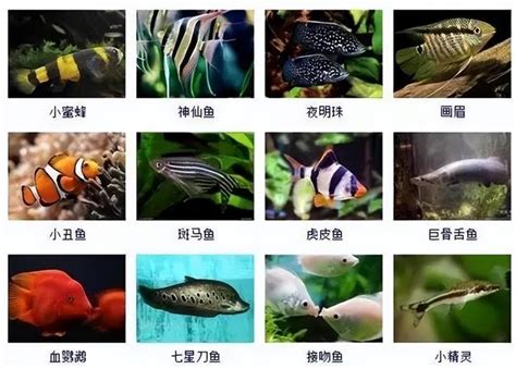 觀賞魚品種|觀賞魚種類大全，一定有你喜歡的